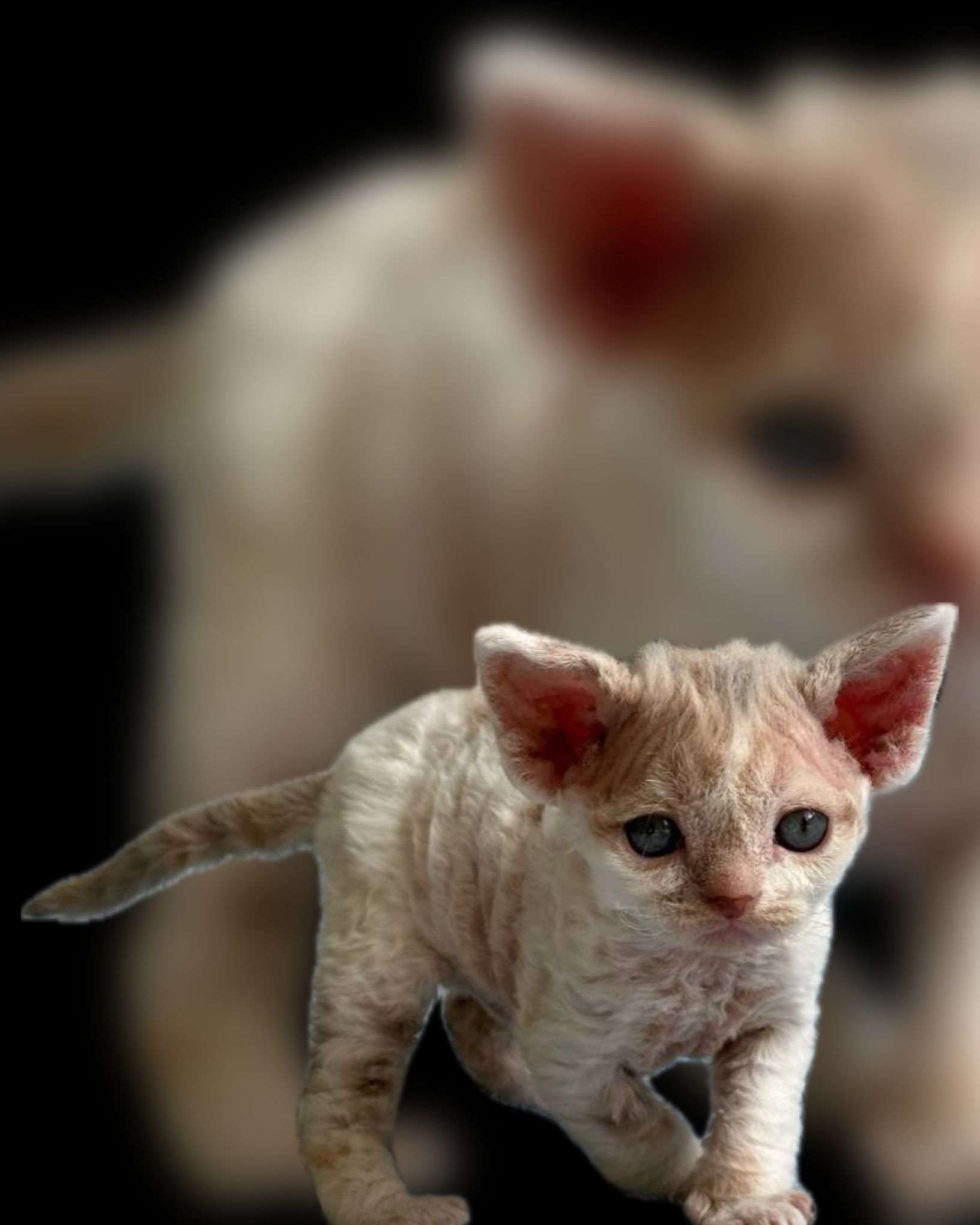 Devon rex