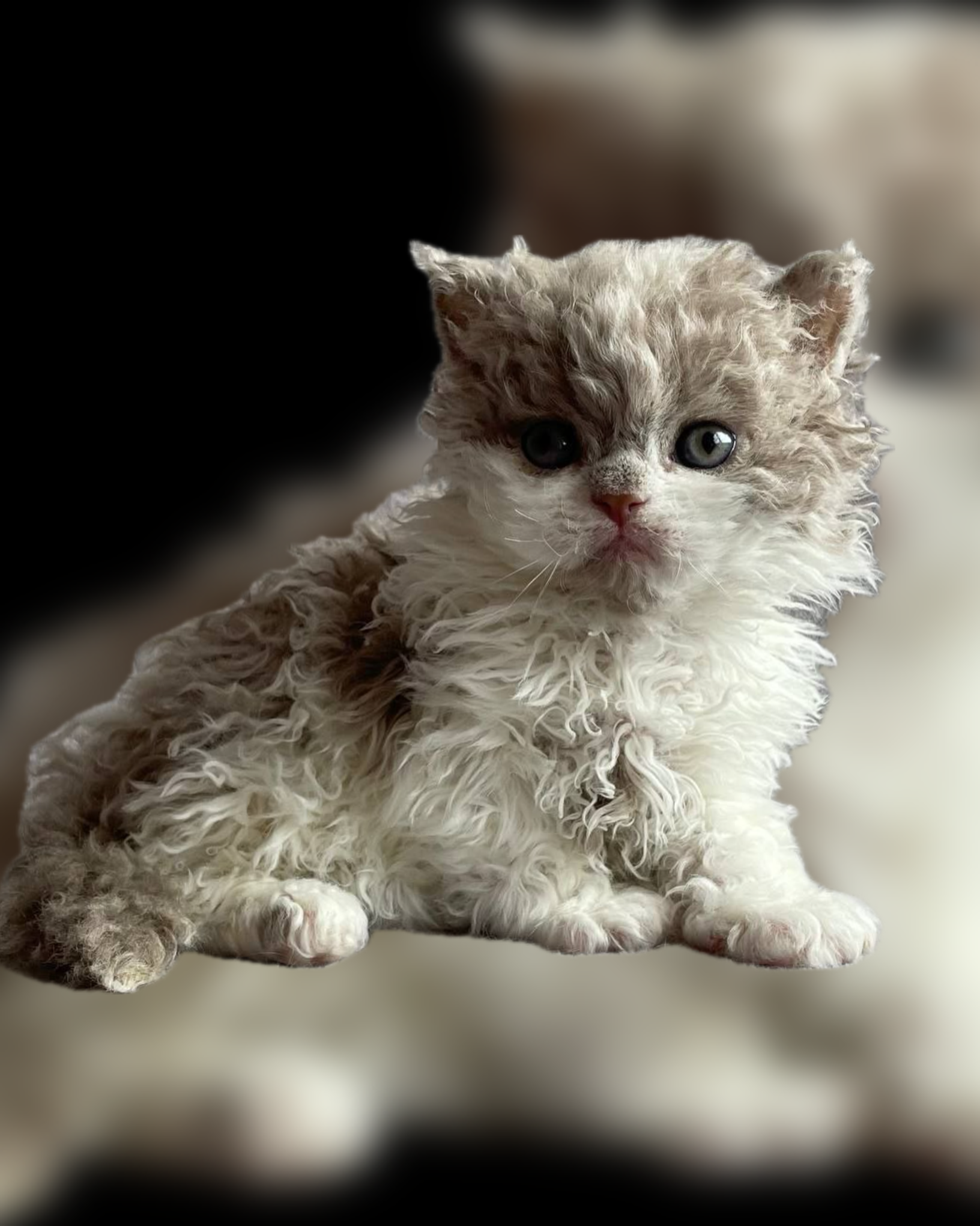 Selkirk Rex