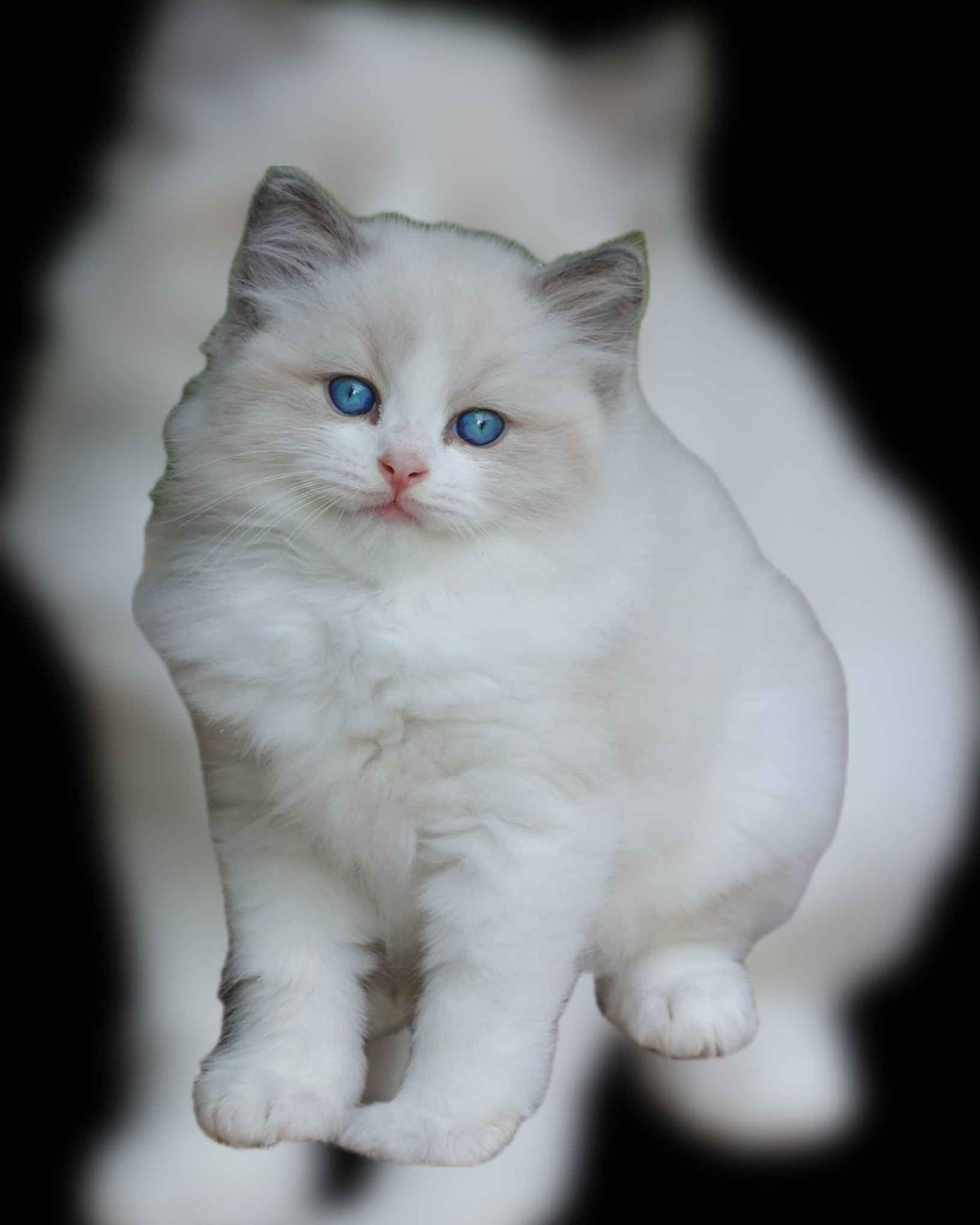 Ragdoll