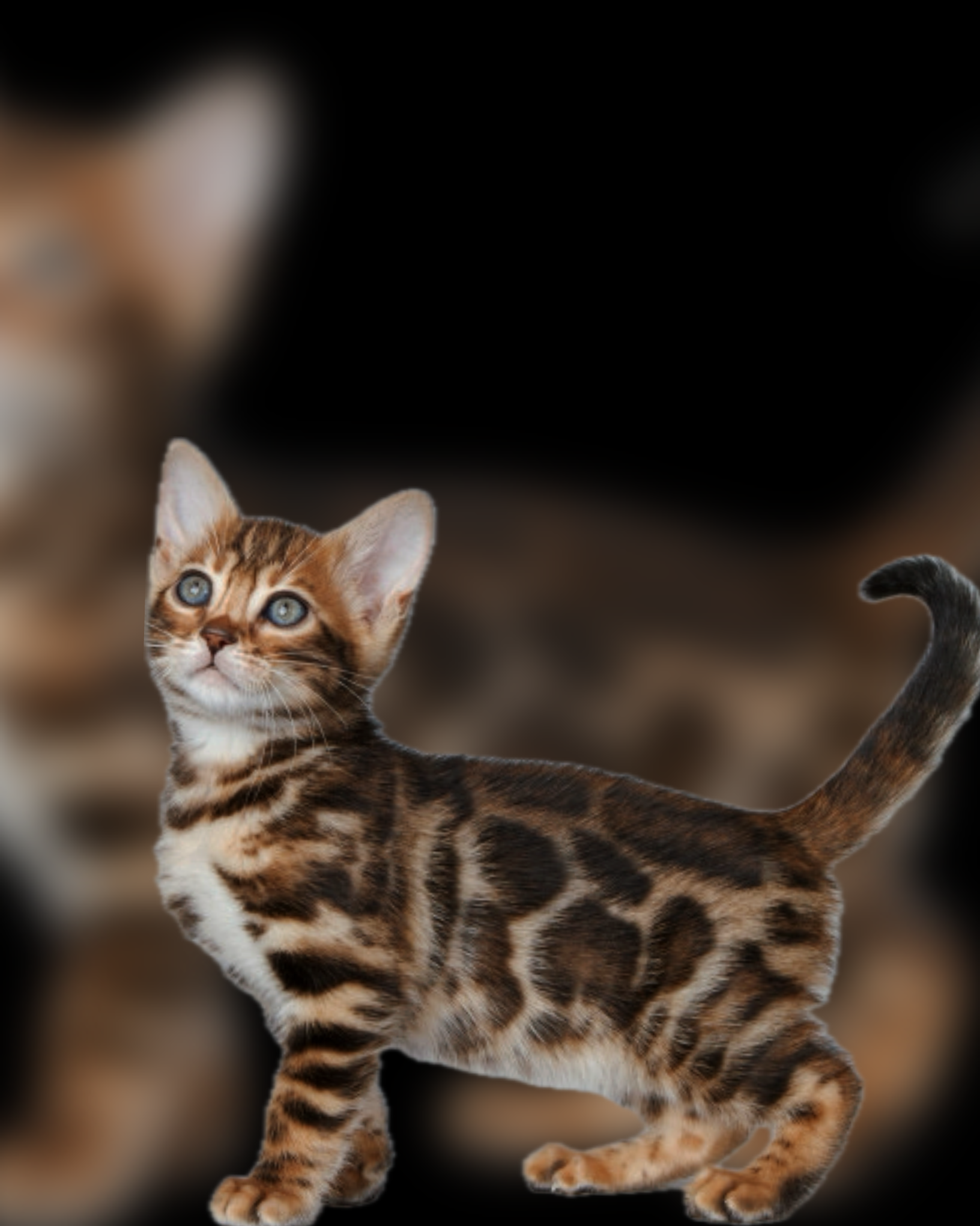 Bengal