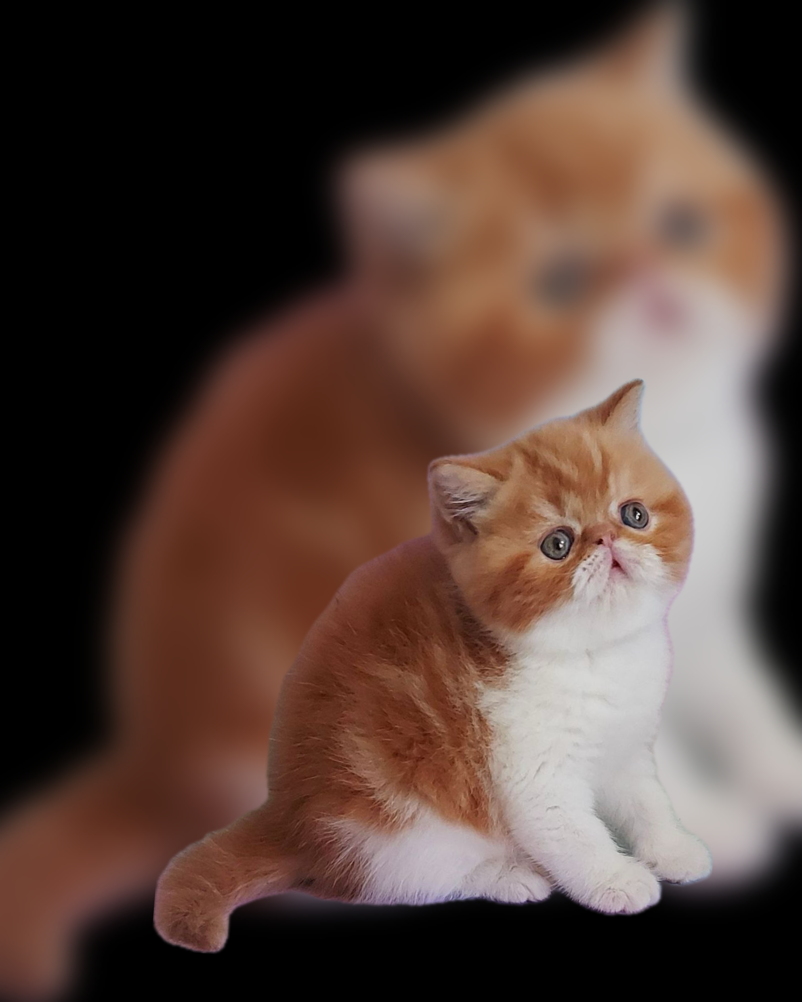 Exotic shorthair