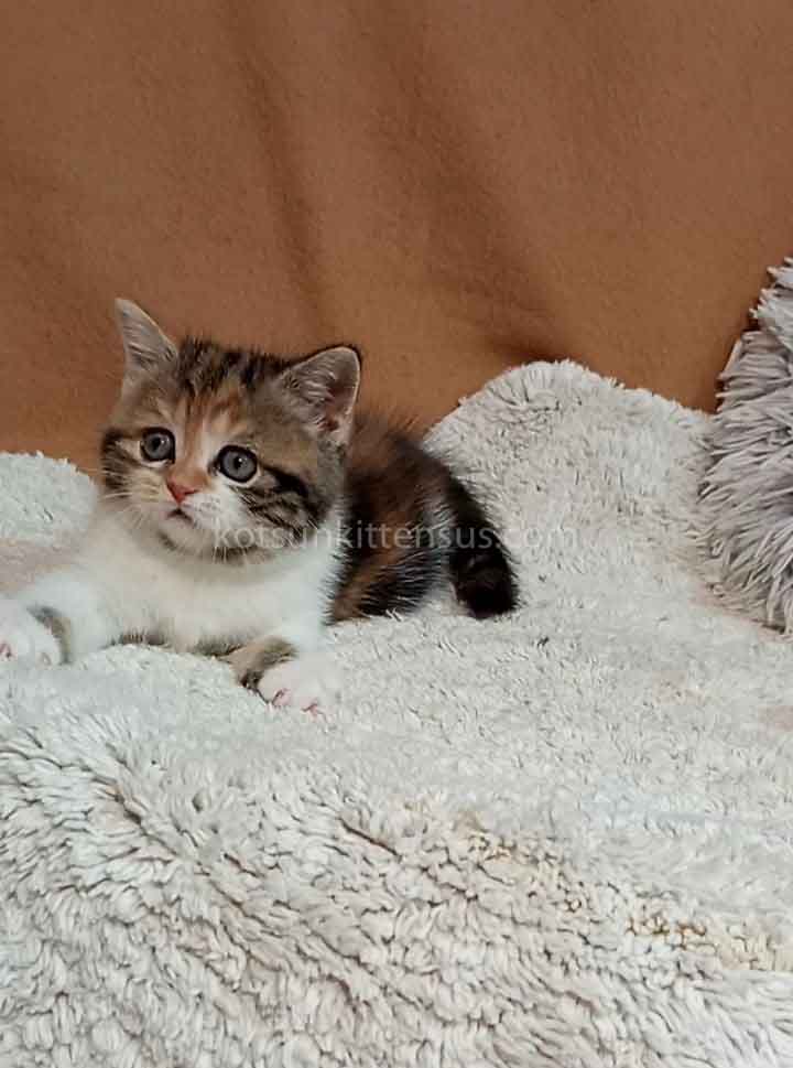 Xena